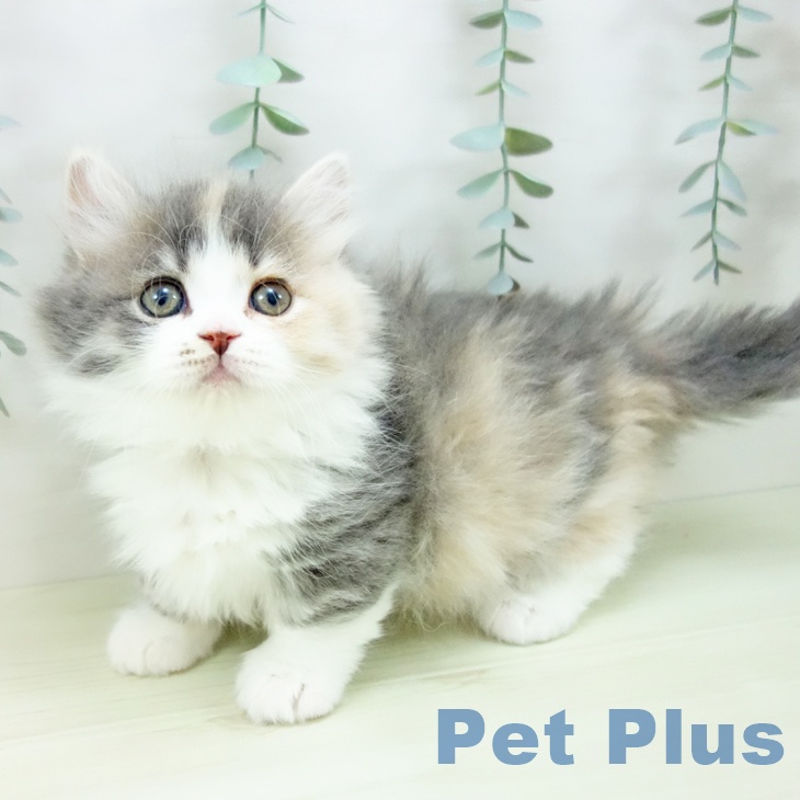 マンチカンの写真2