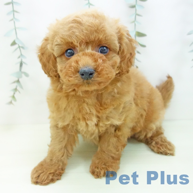 トイ・プードルの写真2