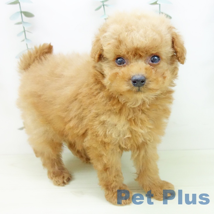 トイ・プードル