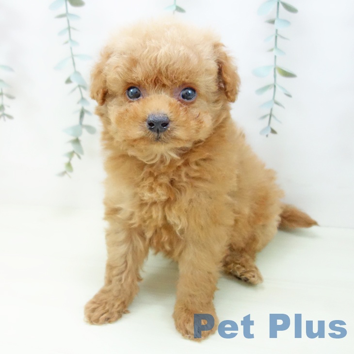 トイ・プードルの写真2