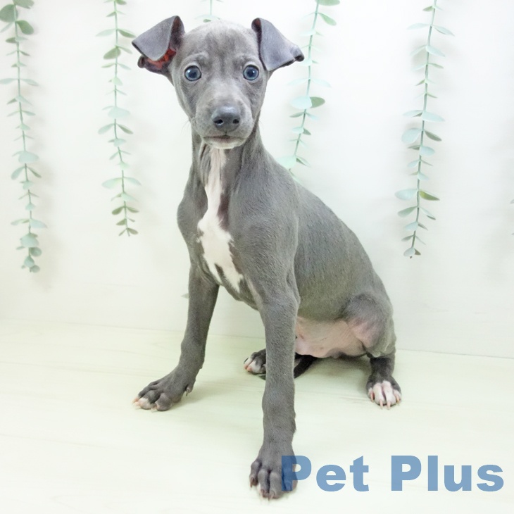 イタリアン・グレーハウンドの写真2