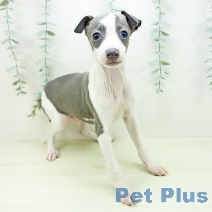 イタリアン・グレーハウンド