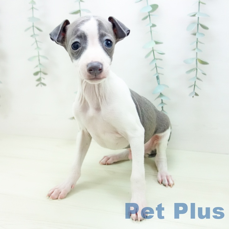 イタリアン・グレーハウンドの写真2