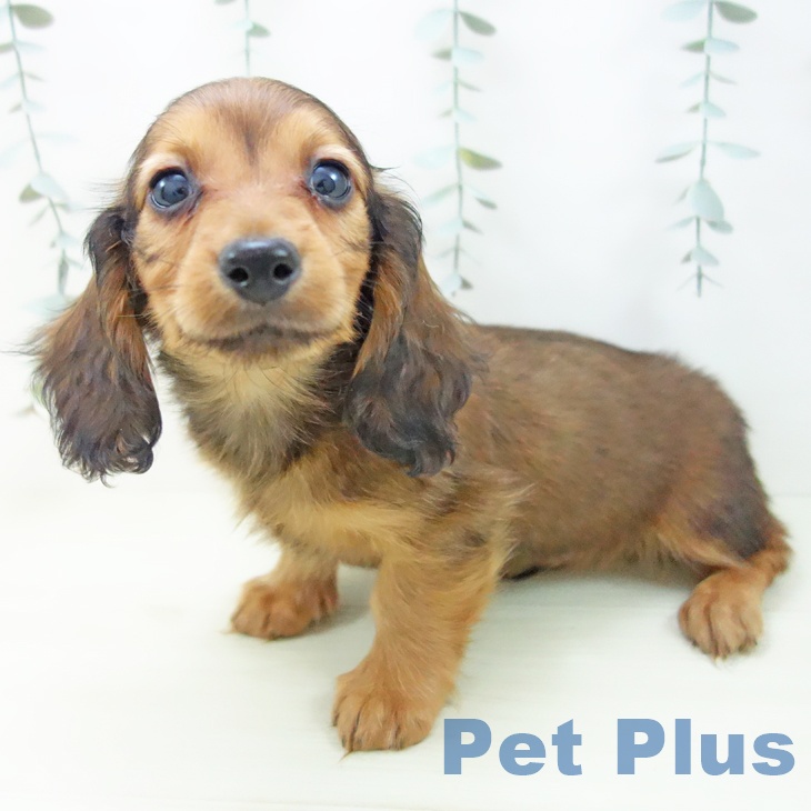 ミニチュア・ダックスフンド