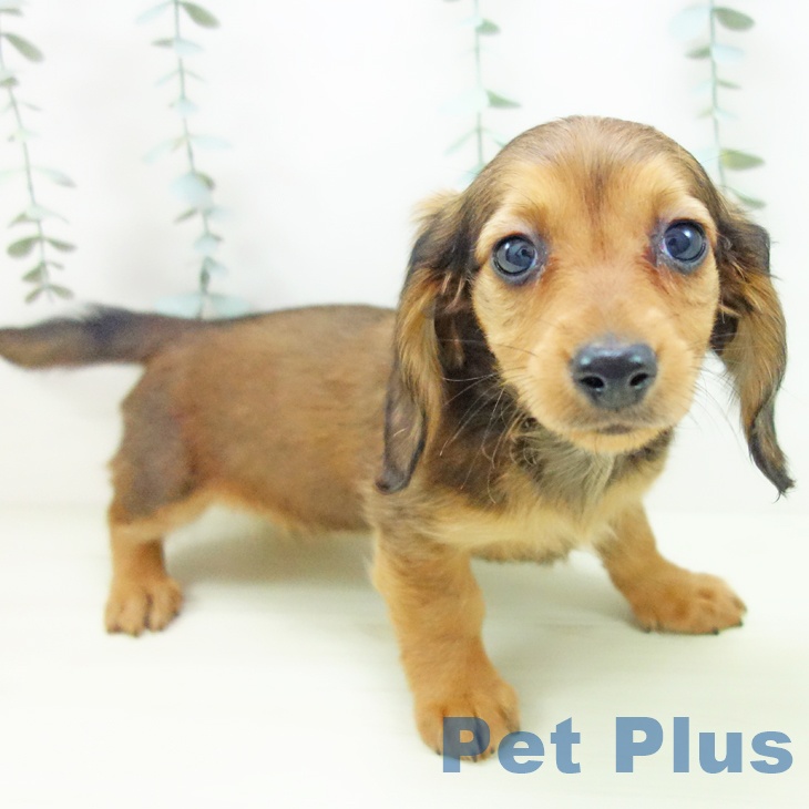 ミニチュア・ダックスフンド