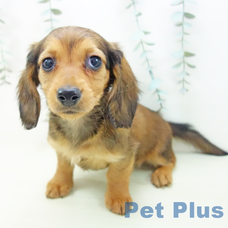 ミニチュア・ダックスフンドの写真2