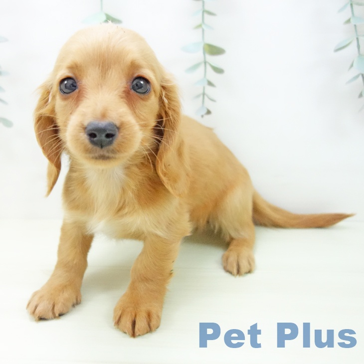 ミニチュア・ダックスフンドの写真2