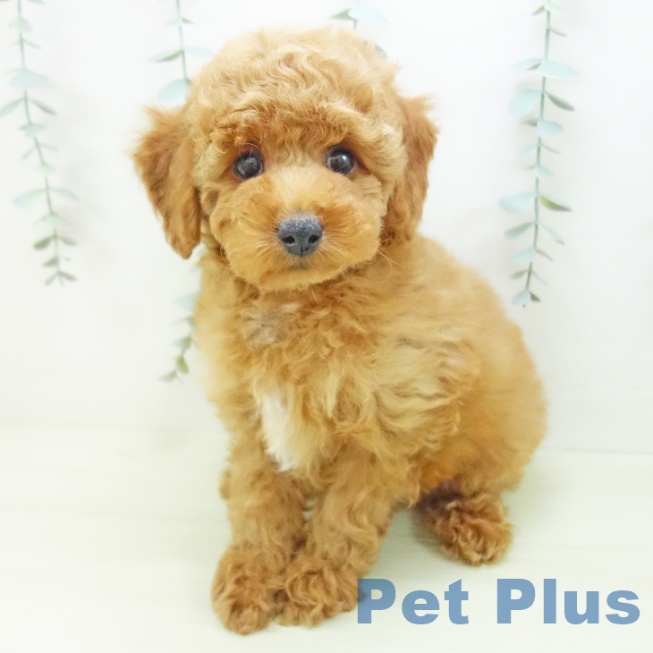 トイ・プードルの写真2