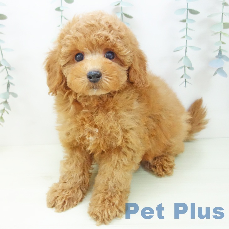 トイ・プードル