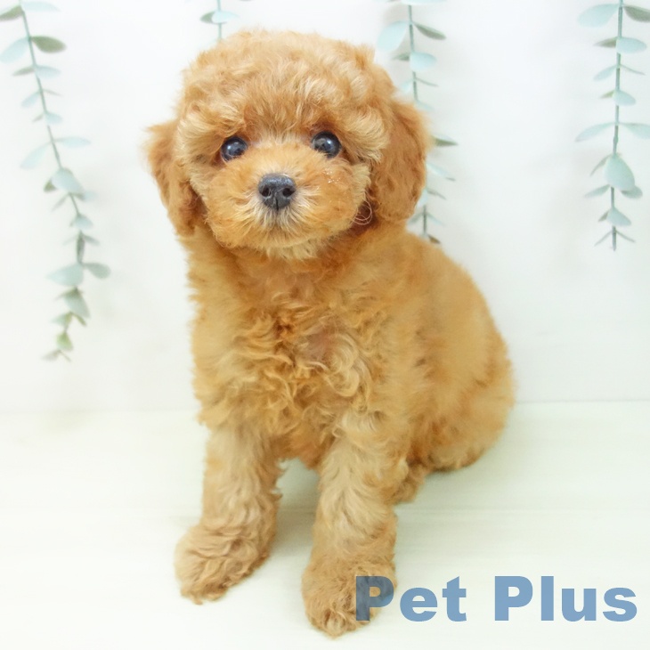 トイ・プードルの写真2