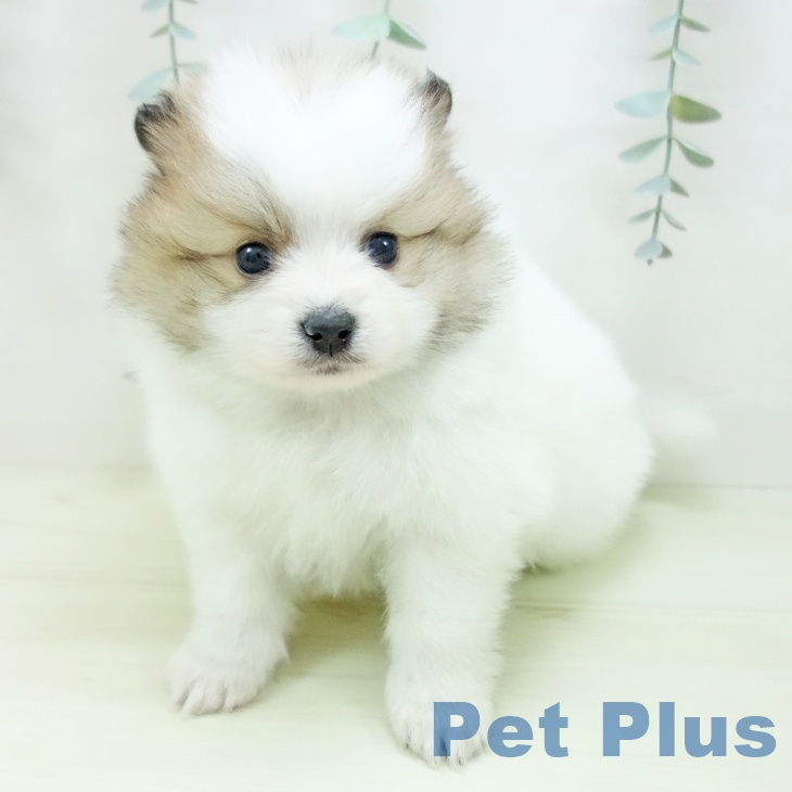 ポメラニアンの写真2