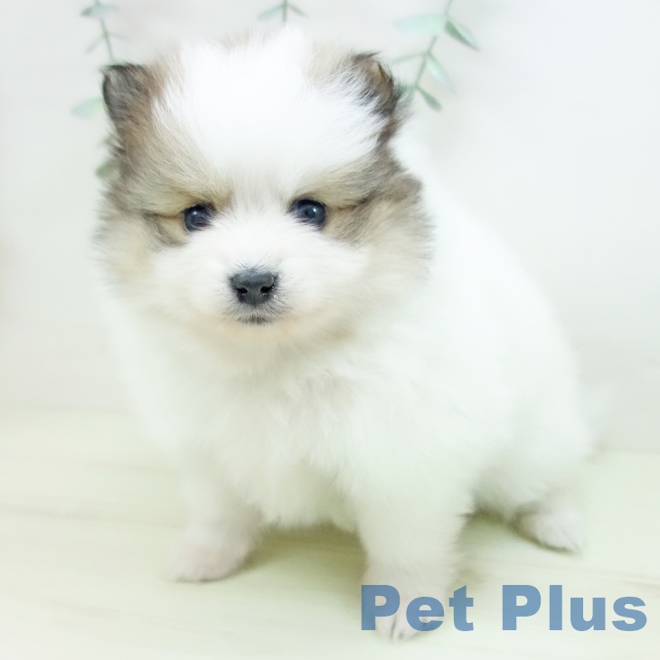 ポメラニアンの写真2