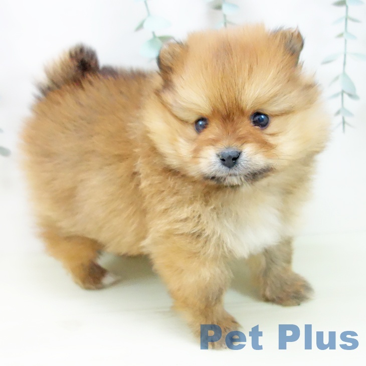ポメラニアンの写真2