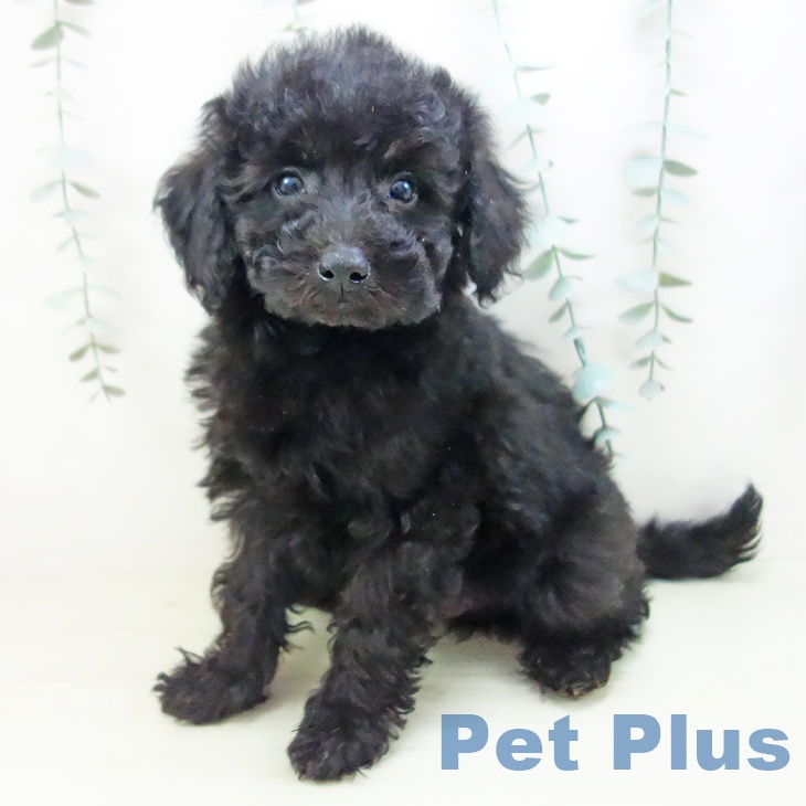 トイ・プードル