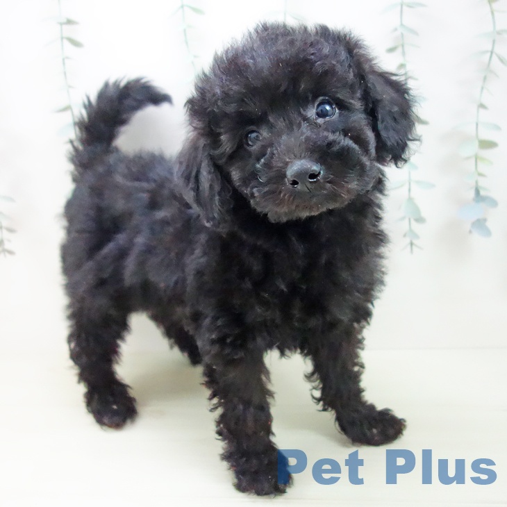 トイ・プードル