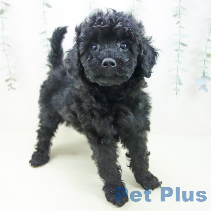 トイ・プードル