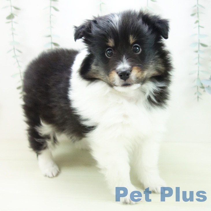 シェットランド・シープドッグ