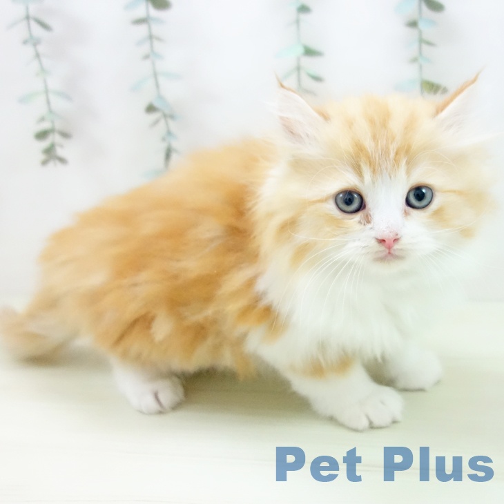 ラガマフィンの写真2