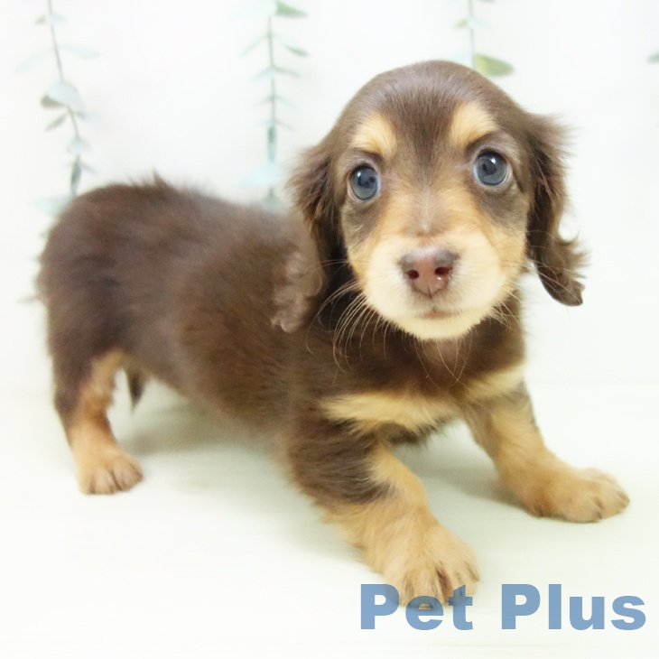 ミニチュア・ダックスフンド