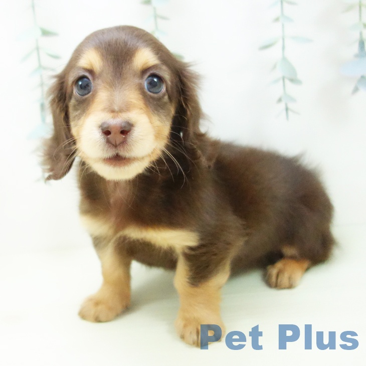 ミニチュア・ダックスフンドの写真2