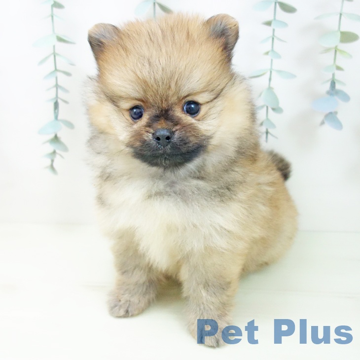 ポメラニアンの写真2