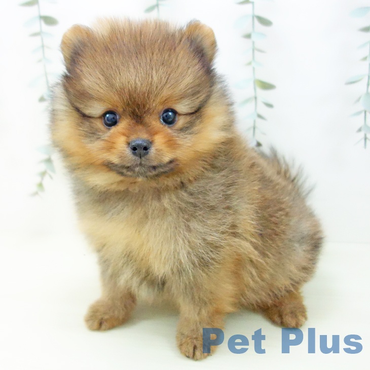 ポメラニアンの写真2