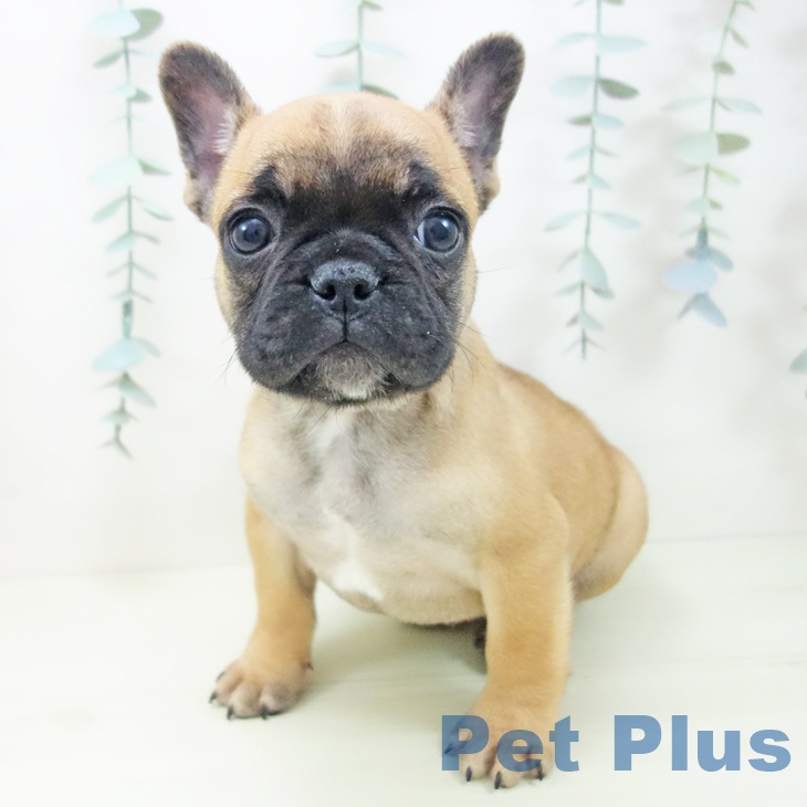 フレンチ・ブルドッグ