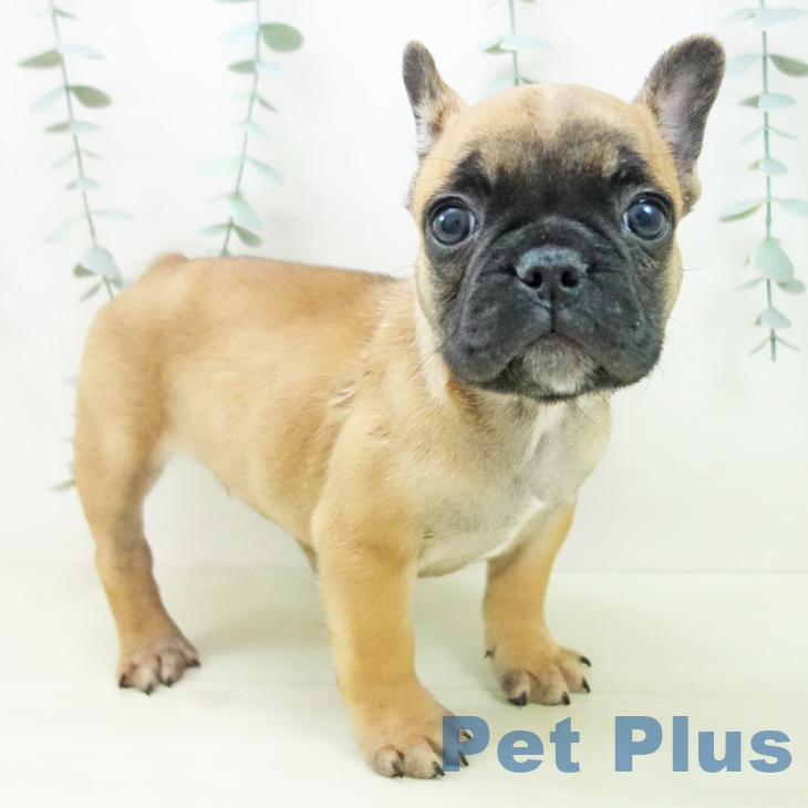 フレンチ・ブルドッグの写真2