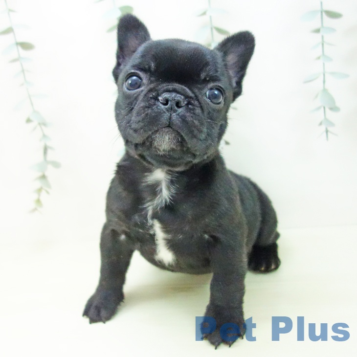 フレンチ・ブルドッグの写真2