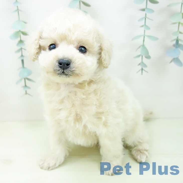 トイ・プードルの写真2