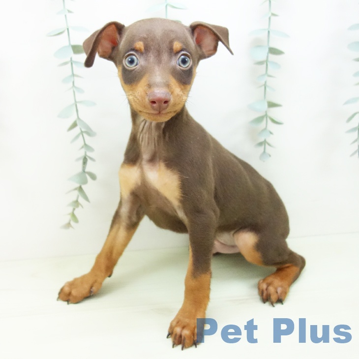 ミニチュア・ピンシャー