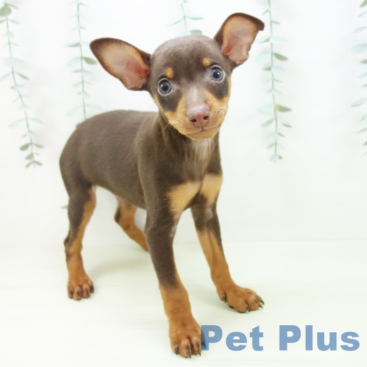 ミニチュア・ピンシャー