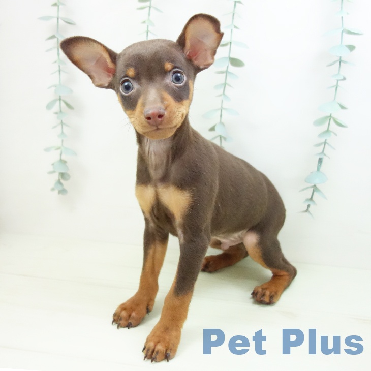 ミニチュア・ピンシャーの写真2