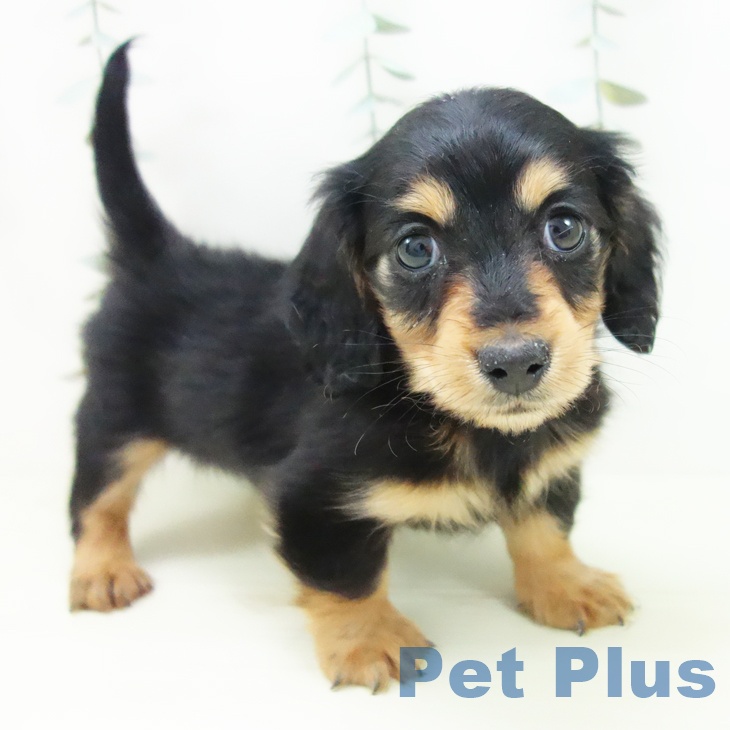 ミニチュア・ダックスフンド