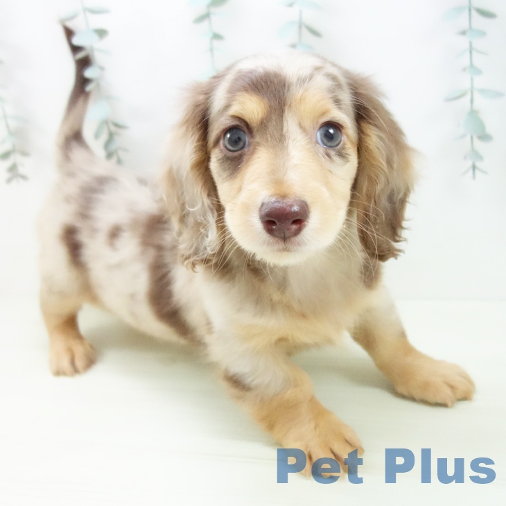 ミニチュア・ダックスフンド