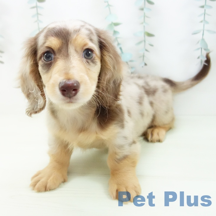 ミニチュア・ダックスフンド