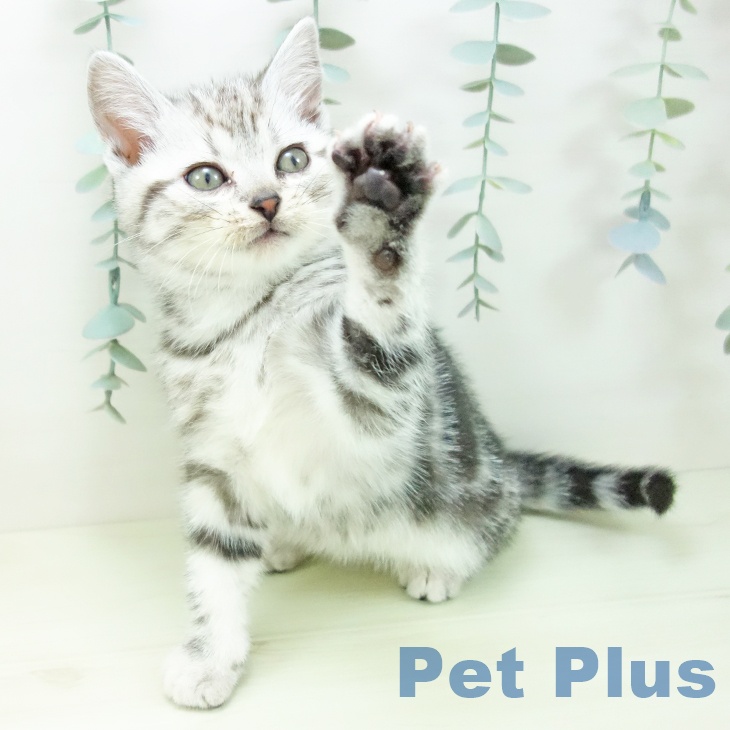 アメリカンショートヘアの写真2