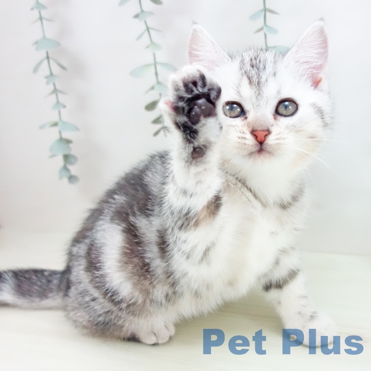 アメリカンショートヘア