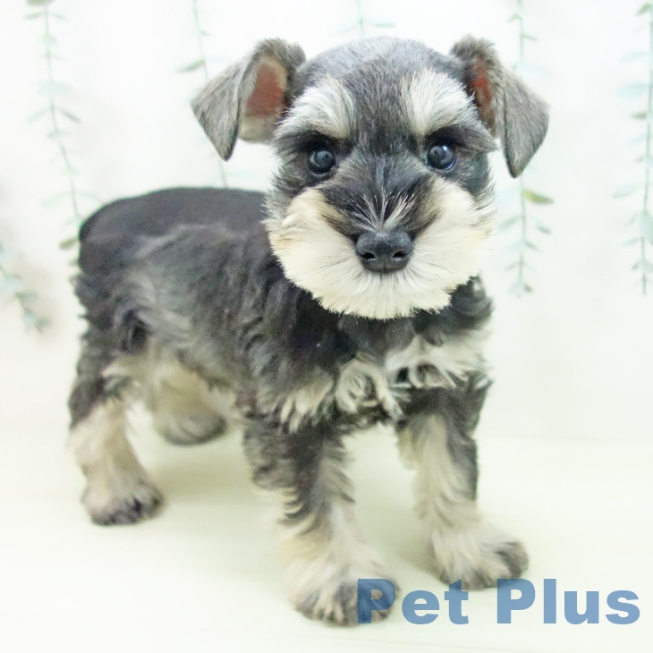 ミニチュア・シュナウザー