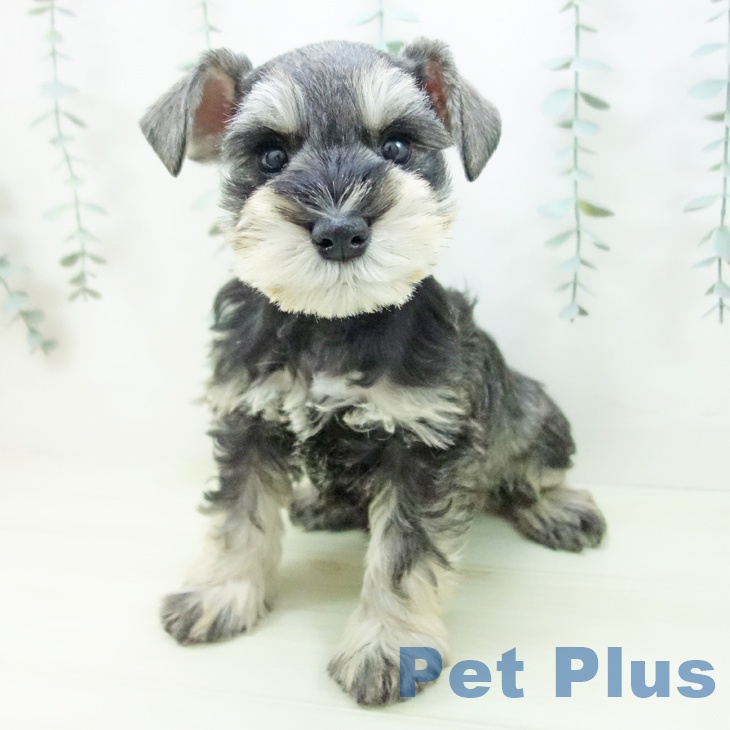 ミニチュア・シュナウザー