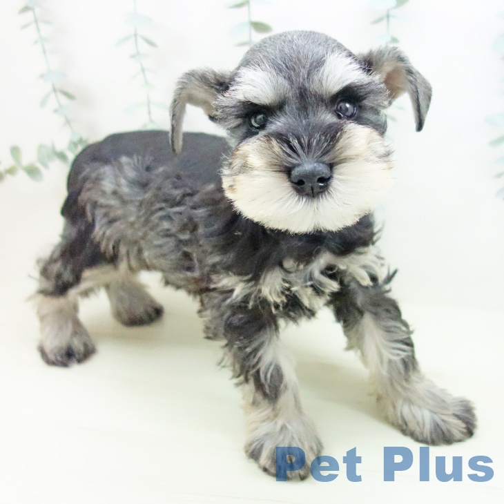 ミニチュア・シュナウザー