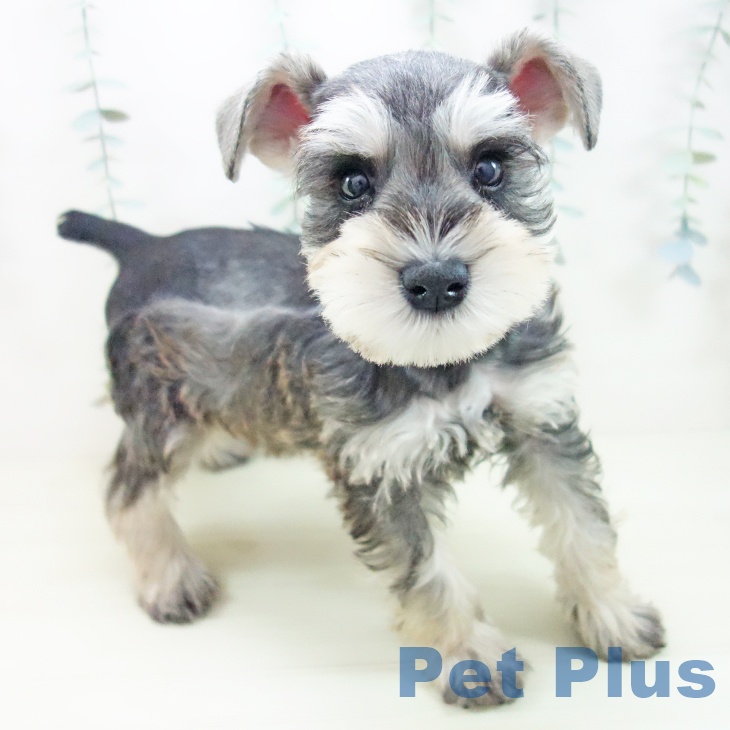 ミニチュア・シュナウザー