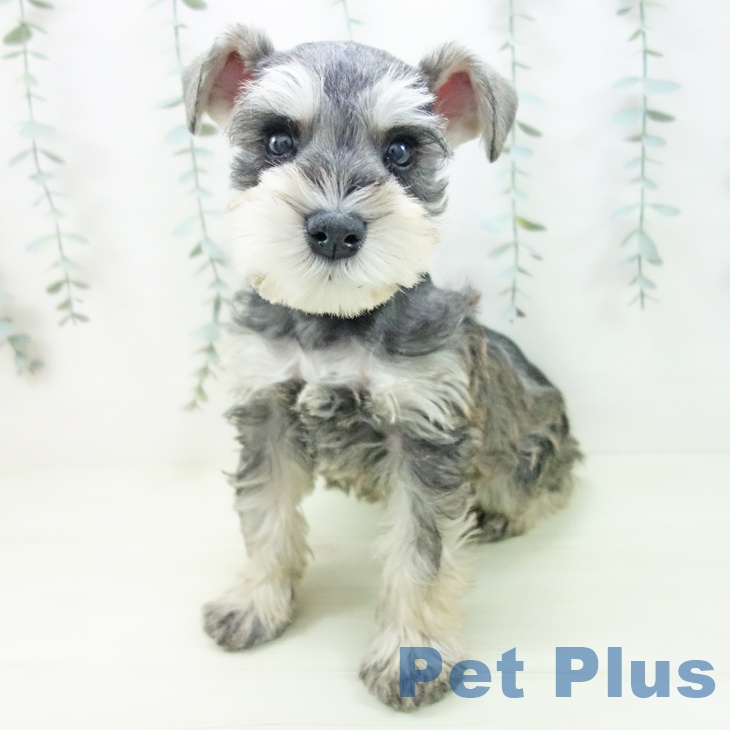 ミニチュア・シュナウザーの写真2