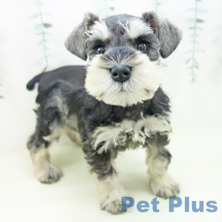 ミニチュア・シュナウザー