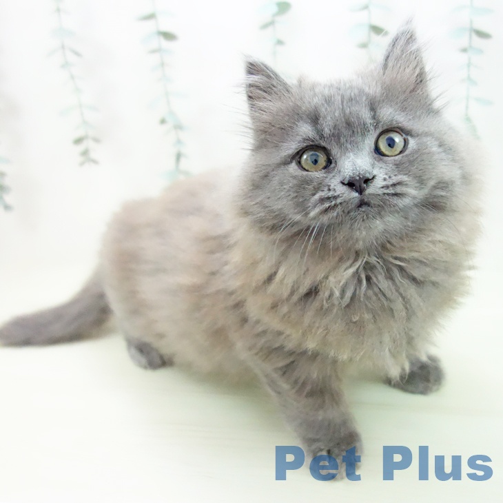 スコティッシュフォールド