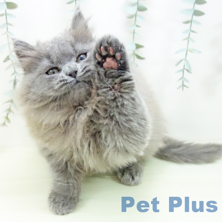 スコティッシュフォールド