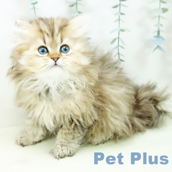 ペルシャの写真2