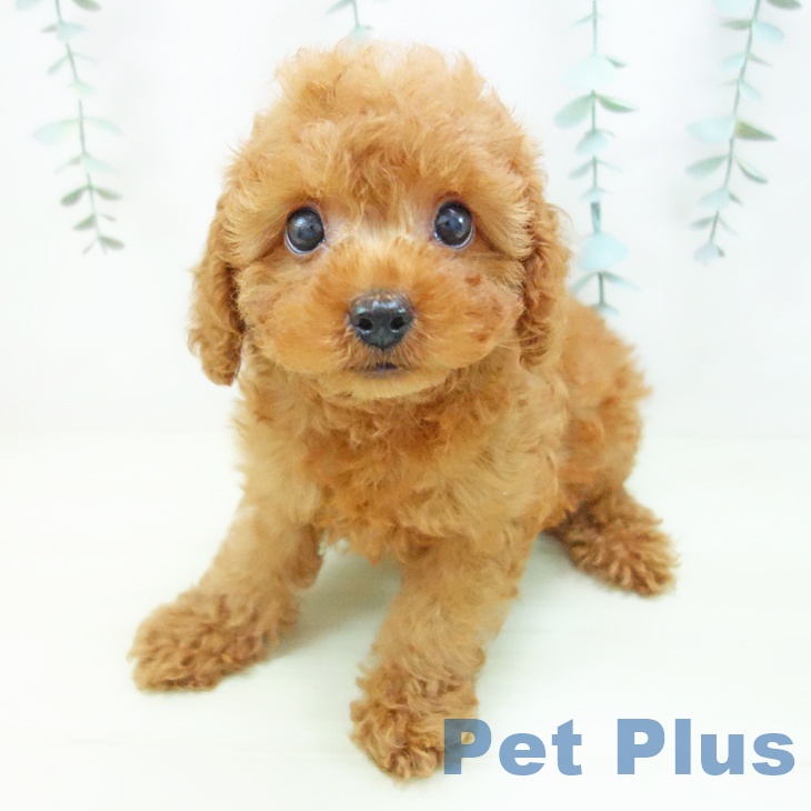 トイ・プードル