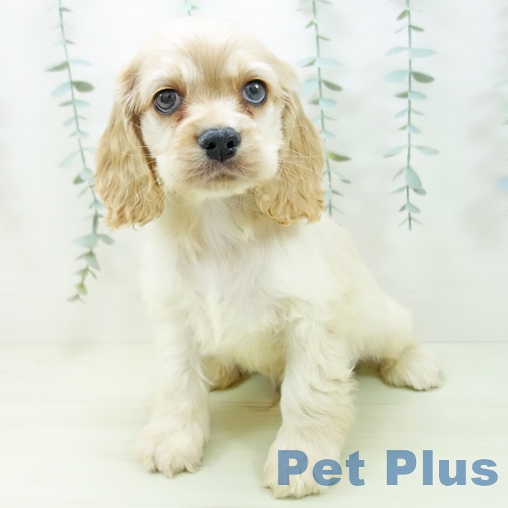 アメリカン・コッカー・スパニエルの写真2