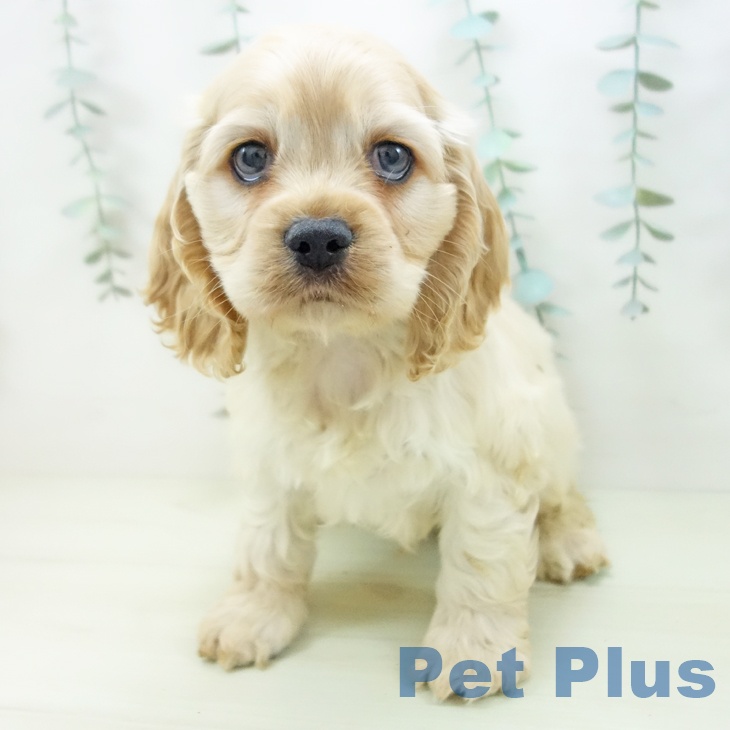 アメリカン・コッカー・スパニエル